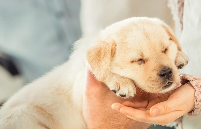хозяин что-то отмечает в календаре, а щенок сидит на руках